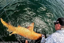 Ngư dân câu được cá mập màu cam hiếm gặp 