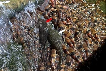 Đàn cá leo thác nước ở Brazil gây tranh cãi lý do bí ẩn