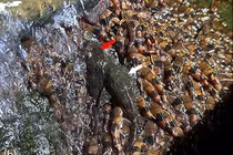 Đàn cá leo thác nước ở Brazil gây tranh cãi lý do bí ẩn