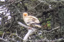 Kền kền Ai Cập bất ngờ xuất hiện tại Anh lần đầu sau 150 năm