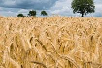 Phát hiện gene giúp tăng năng suất lúa mì vượt bậc