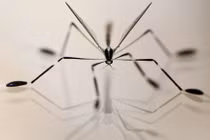 Loài ruồi kỳ lạ không cần vỗ cánh vẫn bay, bí mật nằm ở… đôi chân