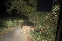 Nai Cà Tông liên tục xuất hiện ở VQG Chư Mom Ray