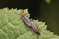 Bí ẩn loài bọ tình yêu khiến cả Seoul ám ảnh, bất lực tránh