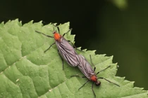 Bí ẩn loài bọ tình yêu khiến cả Seoul ám ảnh, bất lực tránh