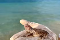 Ngắm 14 con rùa biển bạch tạng cực hiếm vừa chào đời ở Côn Đảo