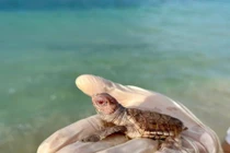 Ngắm 14 con rùa biển bạch tạng cực hiếm vừa chào đời ở Côn Đảo