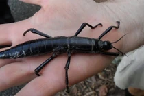 Loài côn trùng tái xuất thần kỳ sau hơn thế kỷ mất tích