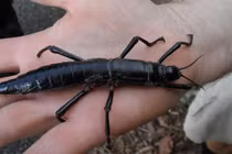 Loài côn trùng tái xuất thần kỳ sau hơn thế kỷ mất tích