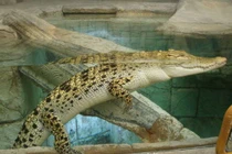 Cá sấu bắt dưới kênh Nước Đen ở TP.HCM là loài quý, hiếm!