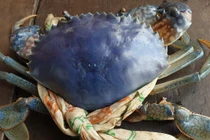 Những sinh vật 'khác màu' từng được ghi nhận ở Việt Nam