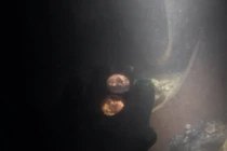 Thợ lặn Pháp phát hiện kho báu La Mã khổng lồ dưới đáy sông Rhône