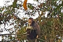 Cá thể voọc 7 màu hiếm gặp xuất hiện tại Hà Tĩnh