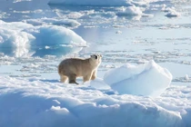 Biến đổi khí hậu thúc đẩy gấu Bắc Cực thay đổi gene để tồn tại