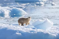 Biến đổi khí hậu thúc đẩy gấu Bắc Cực thay đổi gene để tồn tại