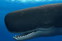 Phát hiện bất ngờ: Cá voi có ngôn ngữ riêng với âm điệu như con người