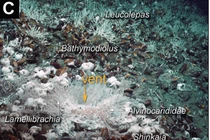 Khám phá bất ngờ ở đáy biển Papua New Guinea với hệ sinh thái lai độc đáo