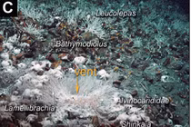 Khám phá bất ngờ ở đáy biển Papua New Guinea với hệ sinh thái lai độc đáo