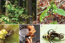 Bí ẩn loài cây bắt chước kiến để sinh tồn thụ phấn