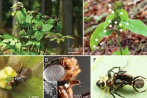 Bí ẩn loài cây bắt chước kiến để sinh tồn thụ phấn