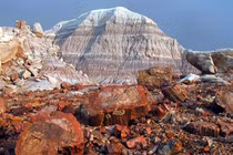 Rừng cây biến thành đá suốt 200 triệu năm, sự thật gây kinh ngạc