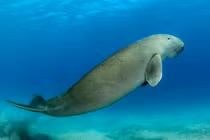 Côn Đảo xuất hiện đàn bò biển quý hiếm sau nhiều năm