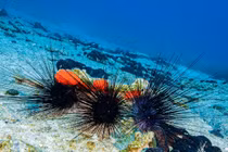 Các nhà khoa học truy vết nguyên nhân làm nhím biển chết hàng loạt bất thường