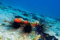 Các nhà khoa học truy vết nguyên nhân làm nhím biển chết hàng loạt bất thường