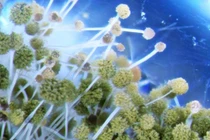 Nấm cực độc trong lăng mộ cổ có thể chữa được ung thư 