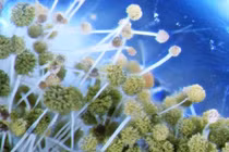 Nấm cực độc trong lăng mộ cổ có thể chữa được ung thư 