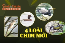 [INFOGRAPHIC] Khám phá 4 loài chim mới phát hiện tại Phong Nha - Kẻ Bàng
