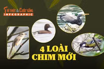 [INFOGRAPHIC] Khám phá 4 loài chim mới phát hiện tại Phong Nha - Kẻ Bàng