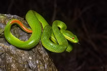 Vào mùa mưa, loài rắn độc này liên tục tấn công người