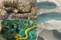 Thót tim phát hiện 44 con rắn độc trong vali hành khách
