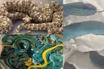 Thót tim phát hiện 44 con rắn độc trong vali hành khách