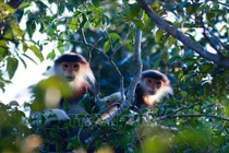 Voọc chà vá chân nâu dính bẫy ở bán đảo Sơn Trà là loài Sách Đỏ