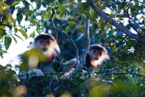 Voọc chà vá chân nâu dính bẫy ở bán đảo Sơn Trà là loài Sách Đỏ