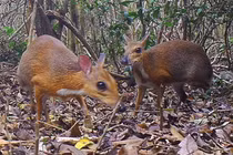 Kỳ lạ những loài động vật tuyệt chủng bất ngờ tái xuất