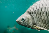 Trung Quốc thành công tạo giống cá diếc không xương dăm