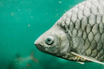 Trung Quốc thành công tạo giống cá diếc không xương dăm