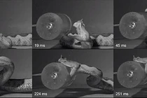 Cảnh rắn độc tấn công sắc nét chưa từng có, bí mật nọc độc bị phanh phui