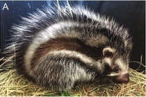 Loài động vật có vú duy nhất trên Trái đất tích tụ độc tố để phòng vệ 