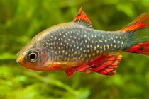 Tận mục loài cá đẹp như tranh thủy mặc, dân chơi cá cảnh mê mẩn săn lùng