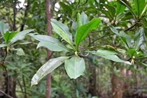  Việt Nam có loài cây biết đẻ con như động vật sống