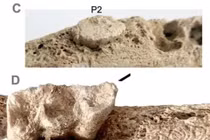 Hài cốt phụ nữ chôn cùng con la cổ 2.700 năm tại Tây Ban Nha