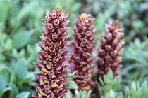 Cây dại ngày nào gây hại, giờ được bán giá cực cao