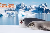 Khám phá hải cẩu Weddell – 'nhạc sĩ' của vùng biển băng giá