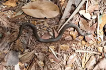 Loài rắn quý hiếm tưởng tuyệt chủng bỗng tái xuất thần kỳ