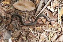 Loài rắn quý hiếm tưởng tuyệt chủng bỗng tái xuất thần kỳ