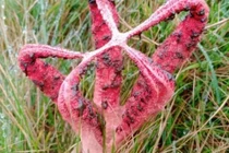 Khám phá nấm ngón tay quỷ hiếm gặp trên đất Anh